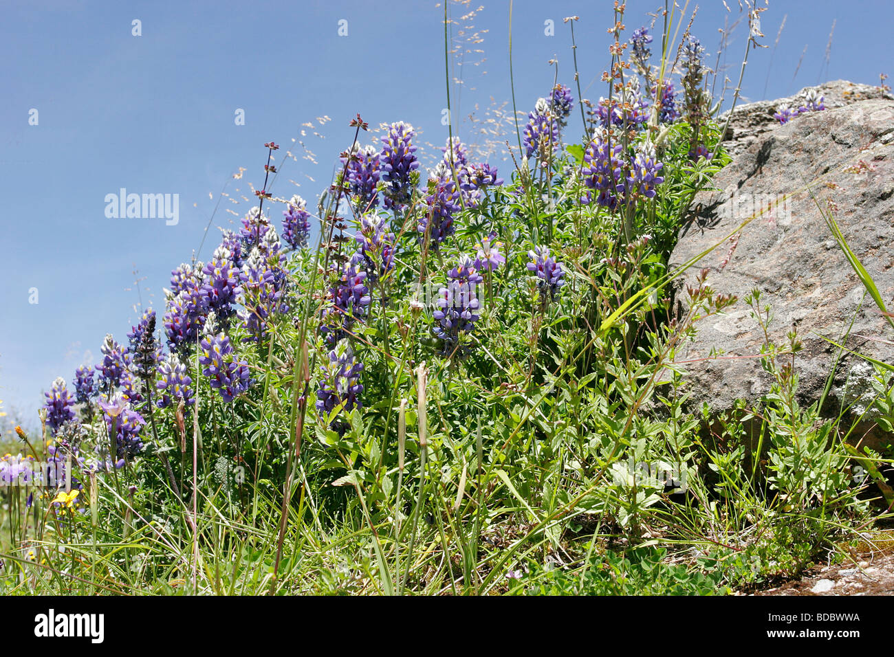 Andean Lupine Flowers 'Lupinus Mutabilis' Stock Photo