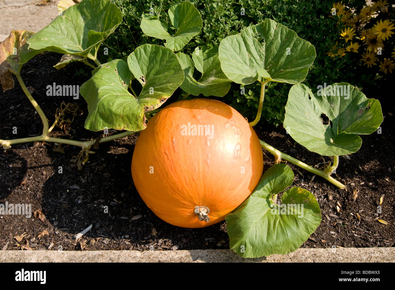 Growing pumpkins garden hi-res stock photography and images - Alamy