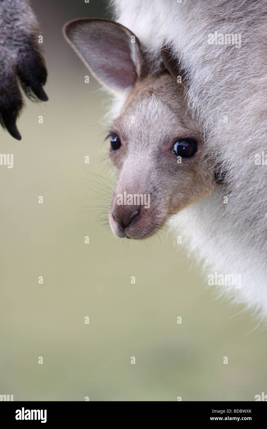 Eastern grey kangaroo joey in mother's pouch Stock Photo