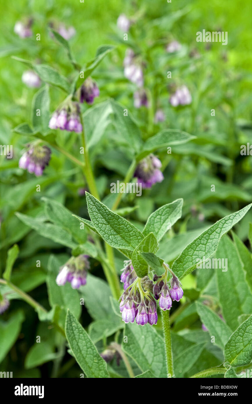 An abundance of Comfrey scattered all over the Japanese countryside in Spring. Stock Photo