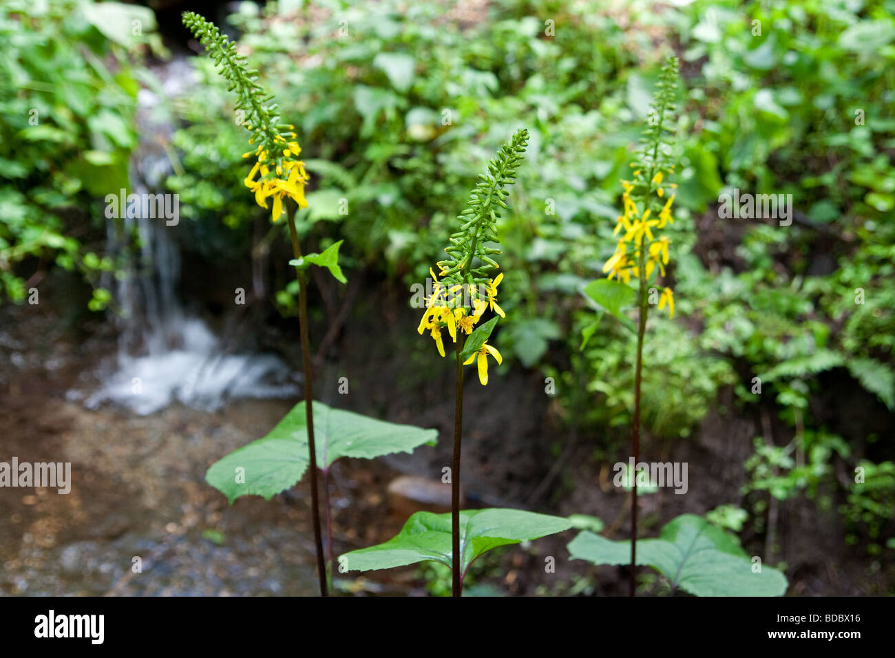 Ligularia stenocephala growing wild in the forests of Togakushi, Japan Stock Photo