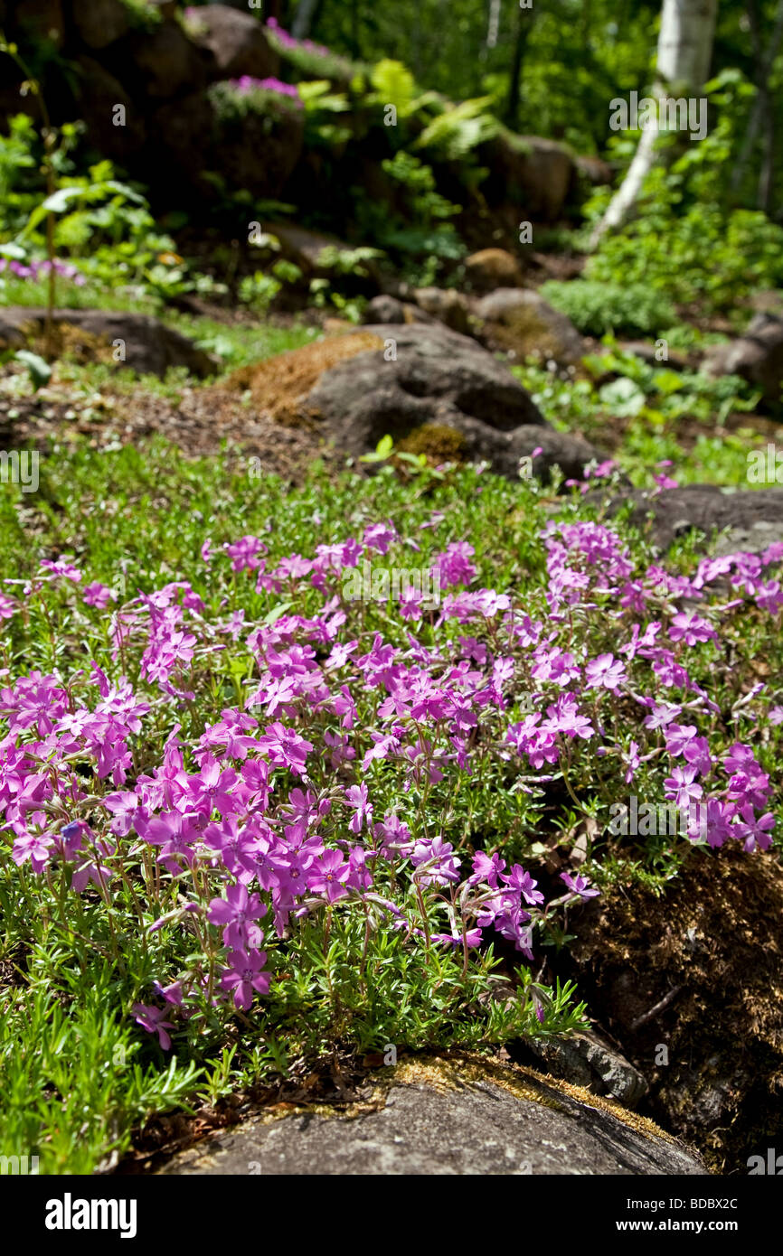 Wild Alpine flowers in Togakushi, Japan Stock Photo