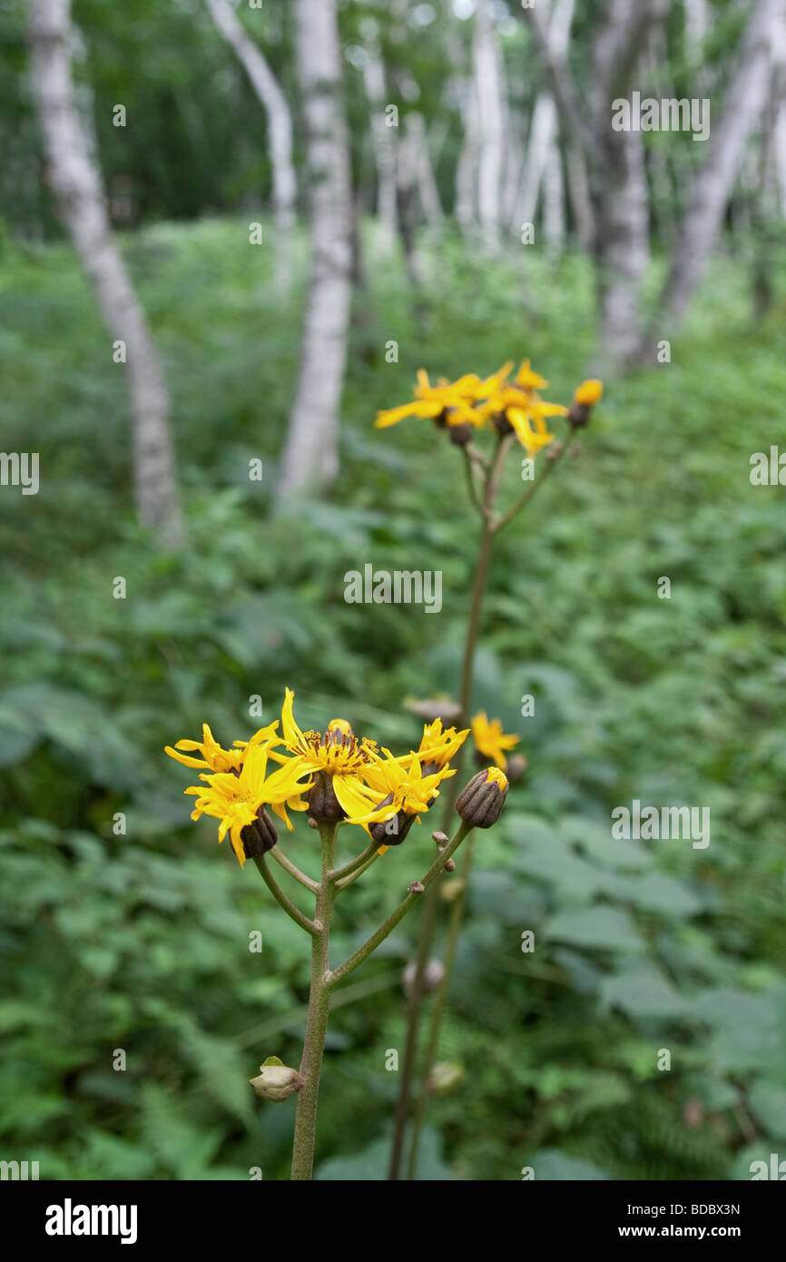 Ligularia dentata hires stock photography and images Alamy