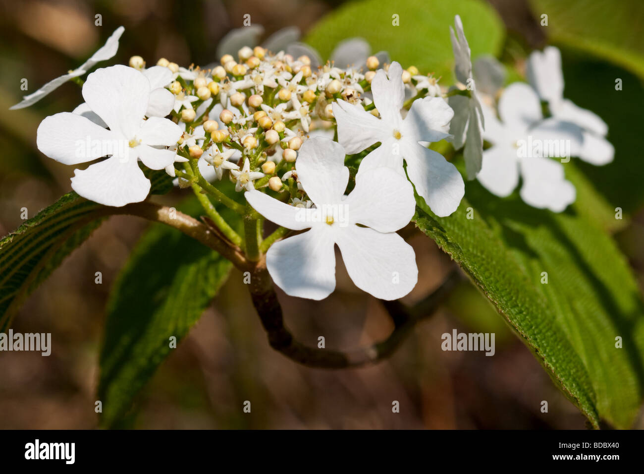 Viburnum furcatum with spring flowers, Togakushi forests, Japan Stock Photo