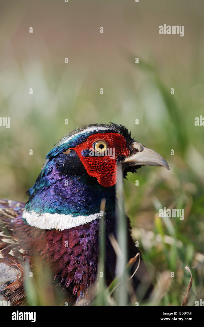 CLOSE UP PORTRAIT VIEW ROOSTER RING NECKED PHEASANT STANDING IN GRASSY FIELD PHASIANUS COLCHICUS Stock Photo