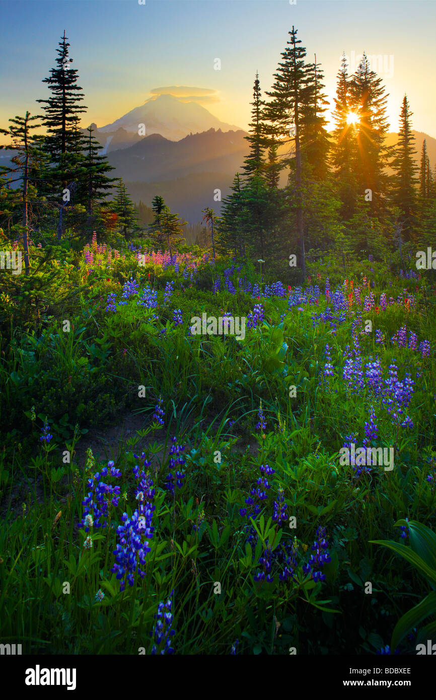 Sun setting behind wildflowers hi-res stock photography and images - Alamy