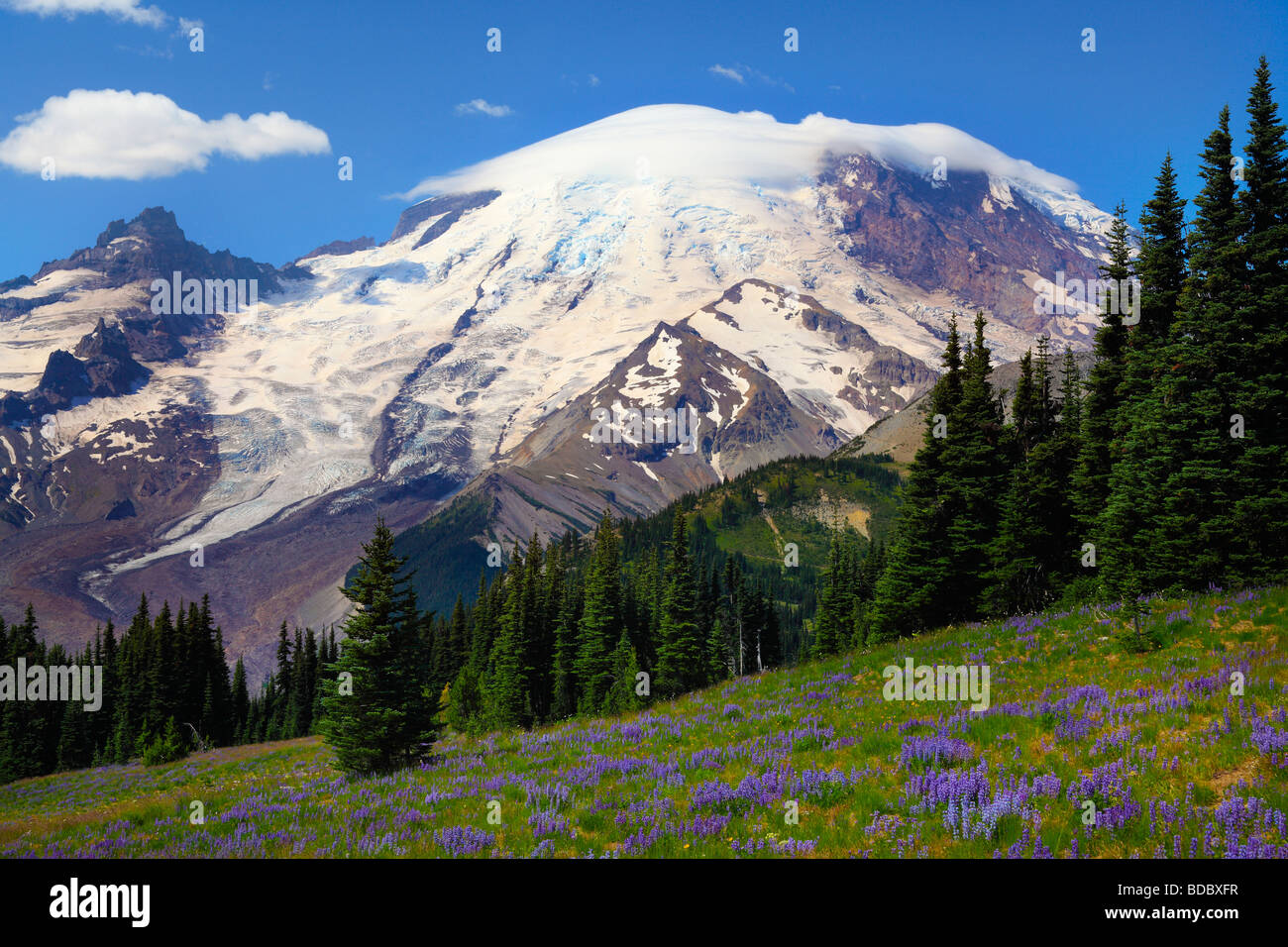 Meadows carpeted with lupines at Sunrise in Mount Rainier National Park Stock Photo