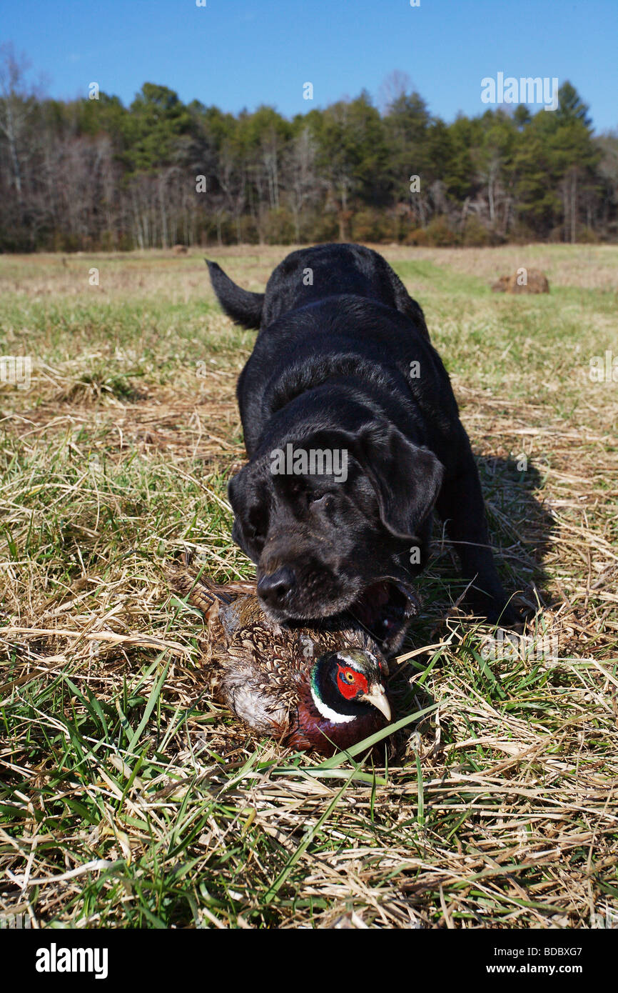 CLOSE UP ACTION BLACK LAB LABRADOR RETRIEVER GRABBING A PHEASANT FROM THE GROUND MOUTH OPEN  Stock Photo