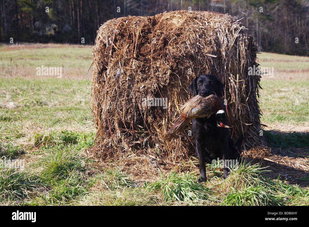 PORTRAIT BLACK LAB LABRADOR HOLDING PHEASANT IN MOUTH IN FRONT OF LARGE HAY BALE Stock Photo