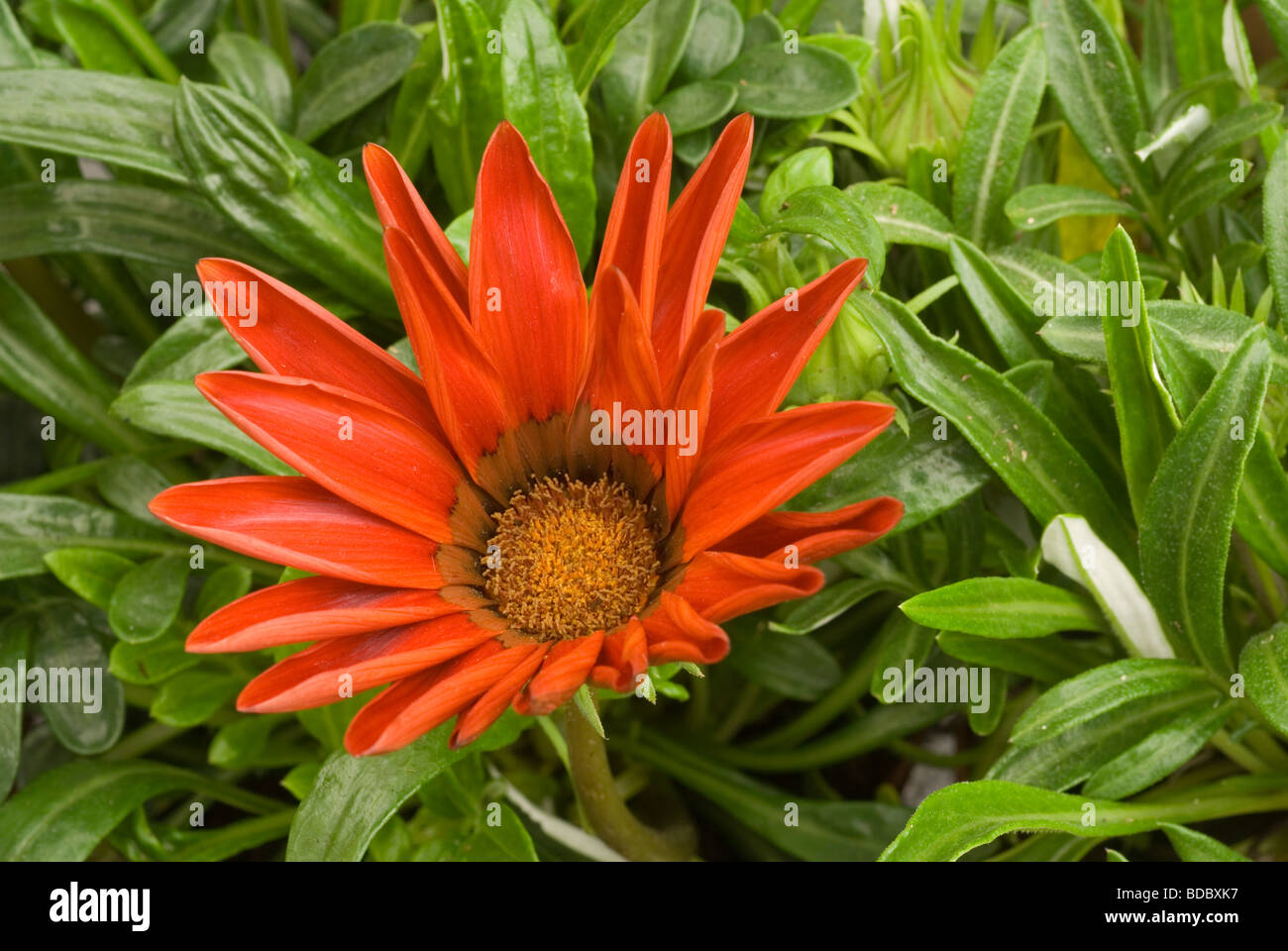 Gazania sp., Compositae, South Africa Stock Photo