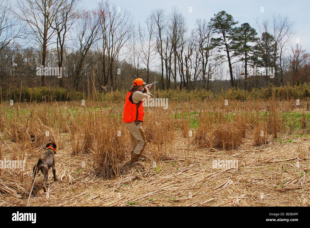 HUNTER FIRES AT A COVEY OF QUAIL FLUSHING IN FRONT OF HIM ORANGE SAFETY VEST SILVER PIGEON SHOTGUN Stock Photo