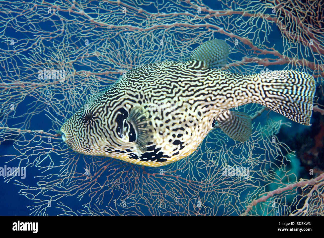 Map puffer, Arothron mappa, swimming in front of a sea fan underwater Stock  Photo - Alamy
