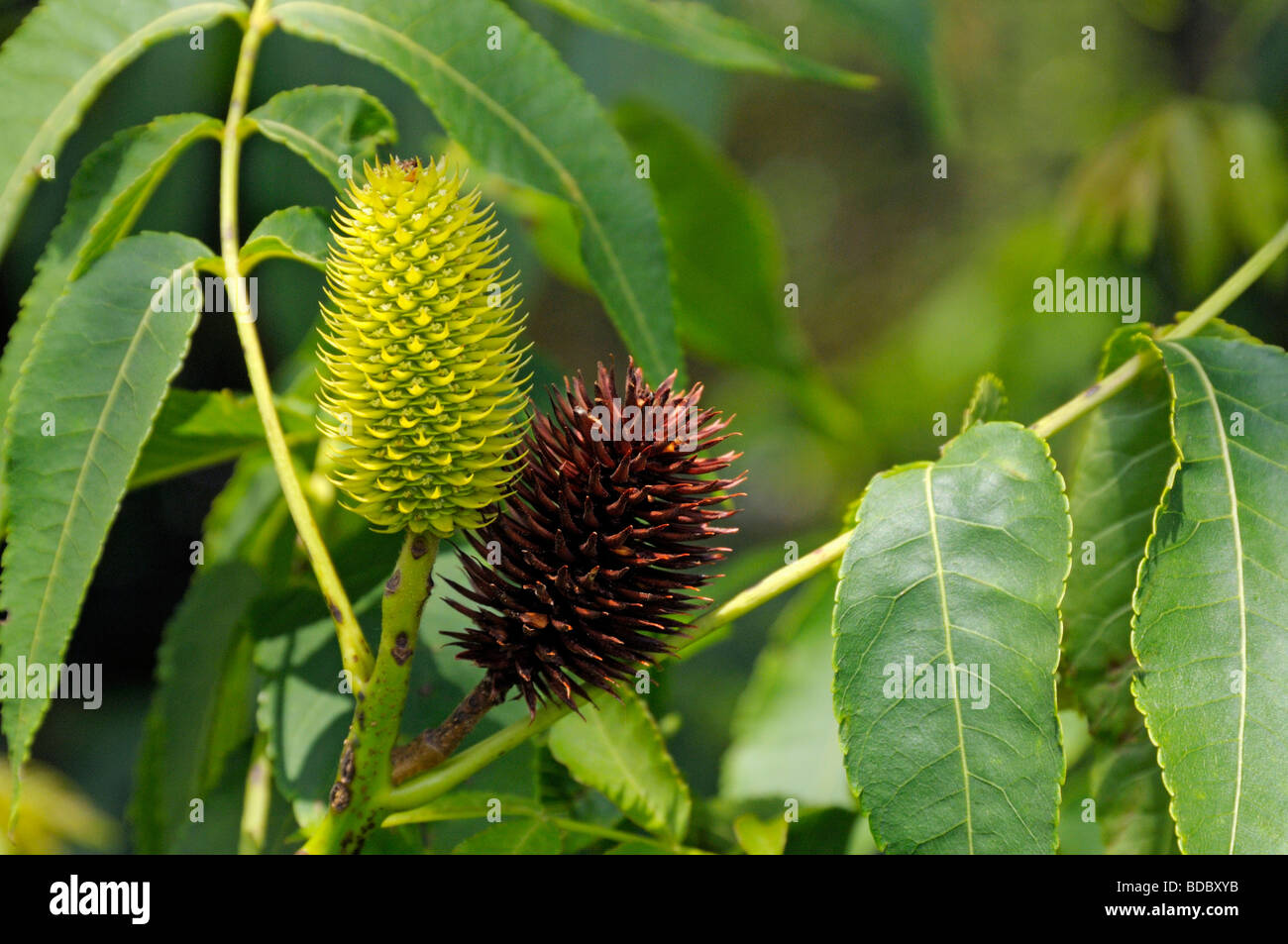 Platycarya strobilacea. Female flower and matured cone-like fruiting body on a twig Stock Photo