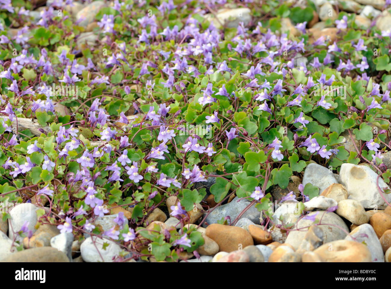 Ivy-leaved Toadflax (Cymbalaria muralis) growing on pebbles behind the beach. Stock Photo