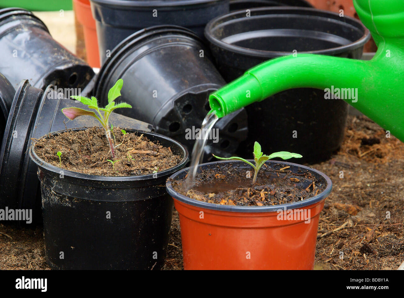Как поливать рассаду перца после всходов. Полив рассады как часто. Фитильная система полива комнатных растений. Полив рассады. Рассада на подоконнике.