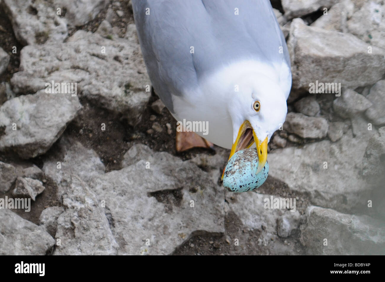 A Herring Gull (Larus argentatus) taking an egg from a Common Guillemot