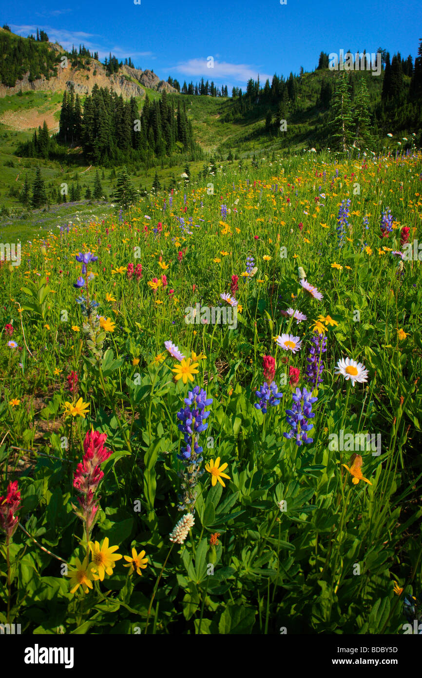 Wildflowers in Mount Rainier National Park in Washington state, USA Stock Photo