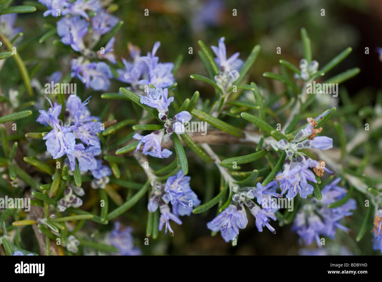 Flowers of Rosmarino officinalis repens, Lamiaceae Stock Photo