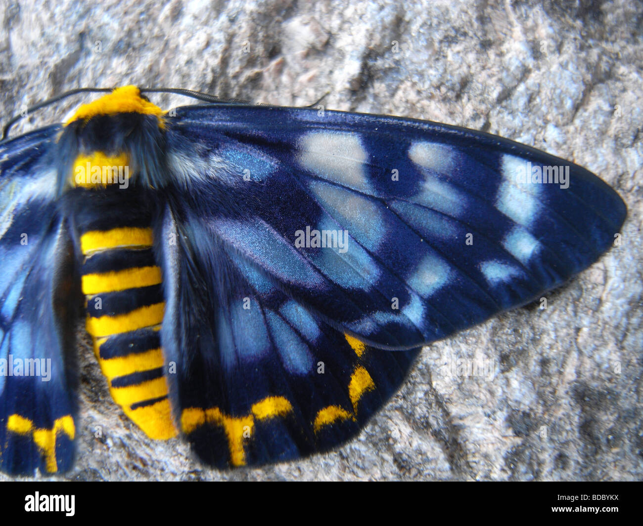 Four-o'clock moth (Dysphania fenestrata), so named because it generally becomes active in the late afternoon Stock Photo