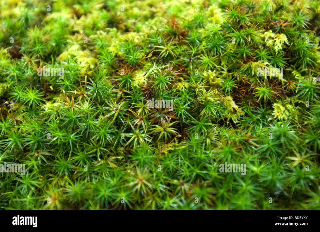 Sphagnum Cuspidatum, Moss. Stock Photo