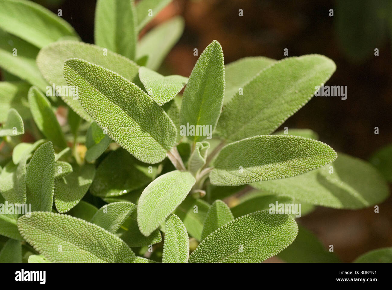 Salvia officinalis, Lamiaceae Stock Photo