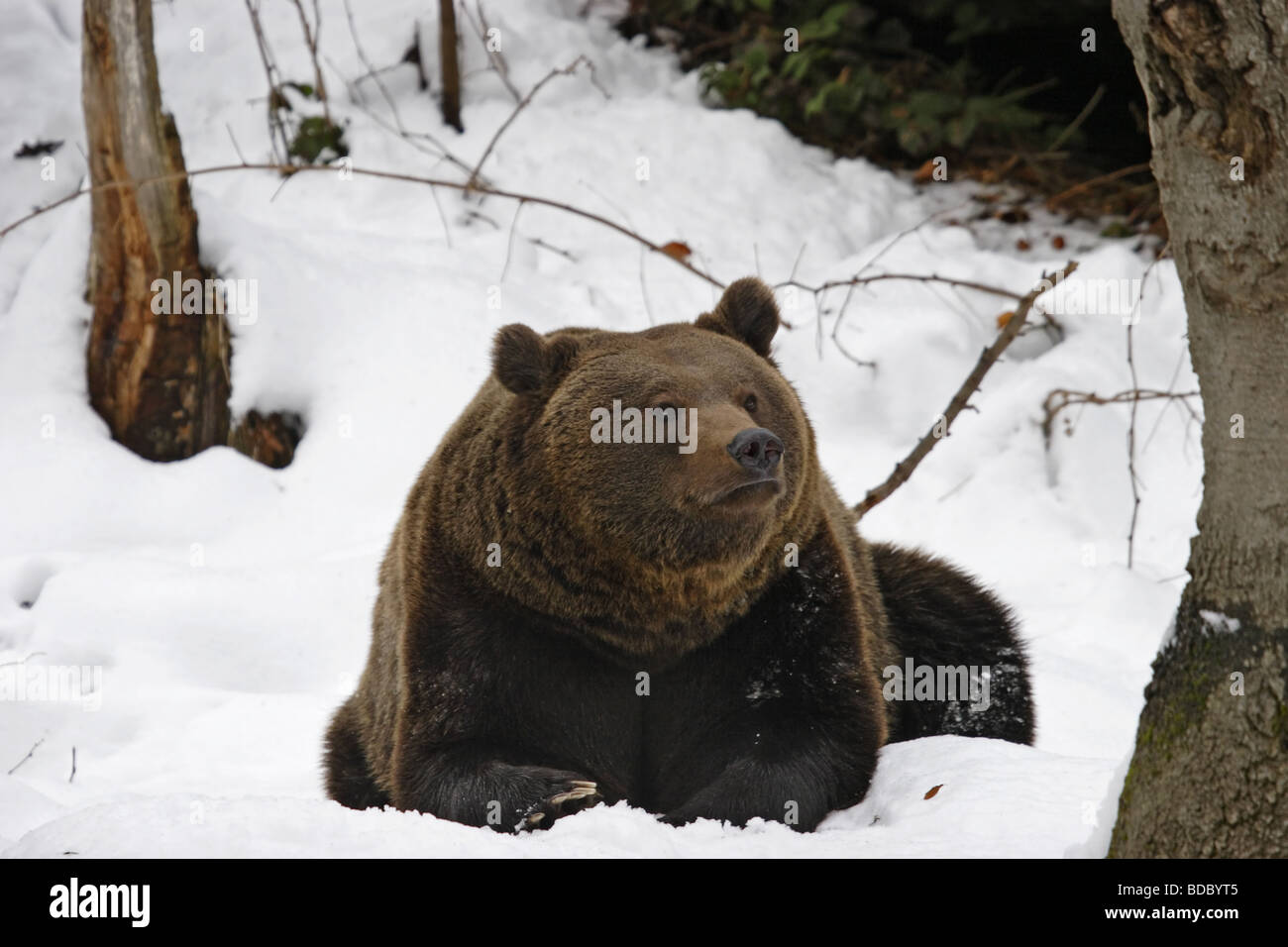 Braunbär (Ursus arctos) brown bear Stock Photo
