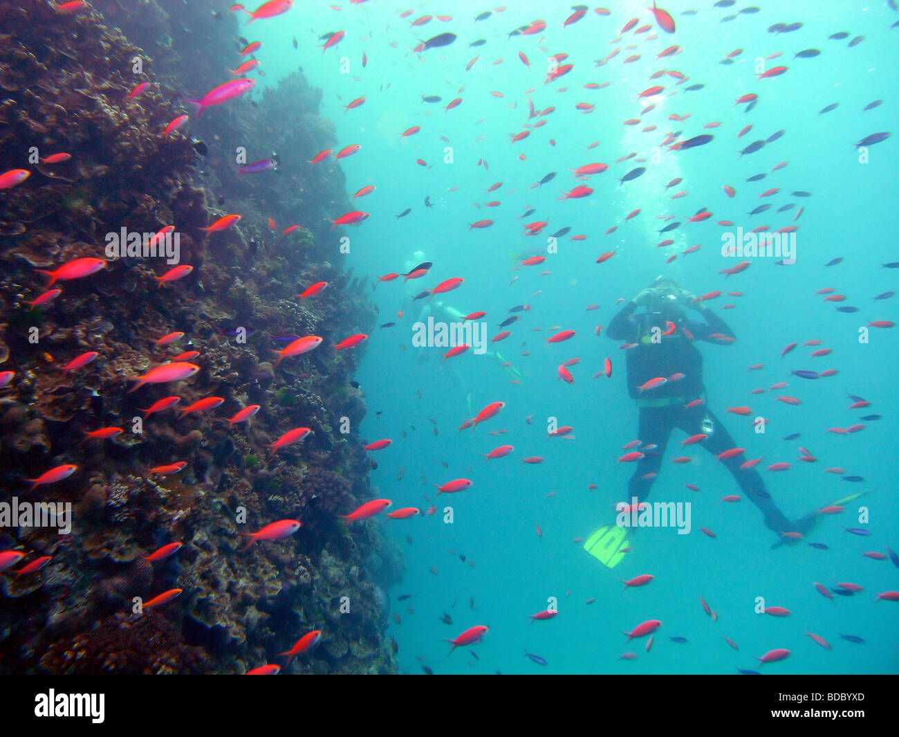 Divers with schools of red anthias fish, at Agincourt Reef ,Great Barrier Reef Marine Park, Queensland, Australia Stock Photo