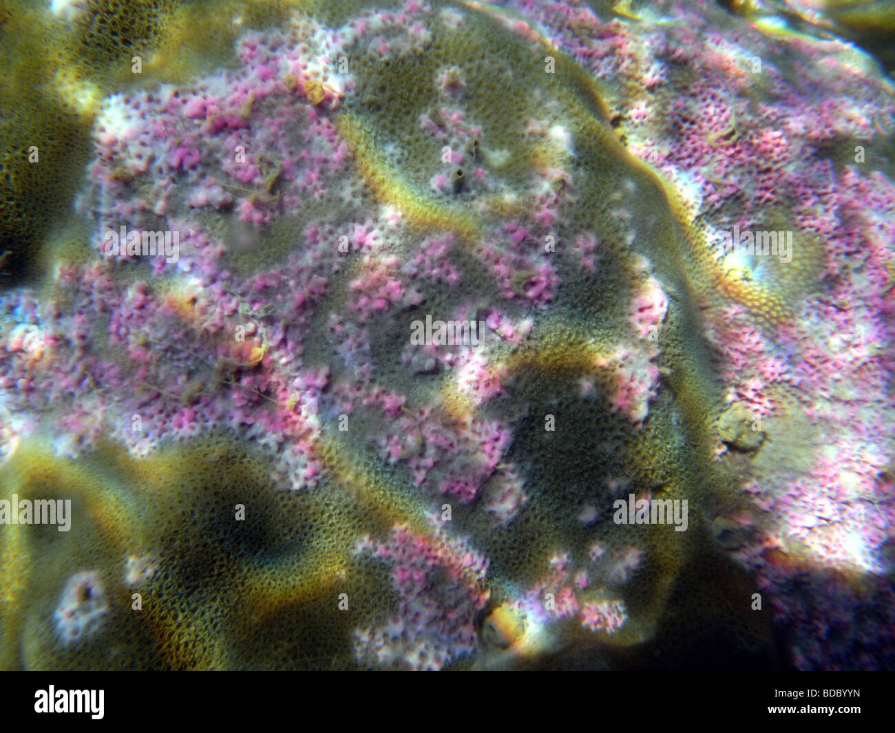 Coral colony (Porites compressa) infected by metacercariae of the digenetic trematode Podocotyloides stenometra Stock Photo