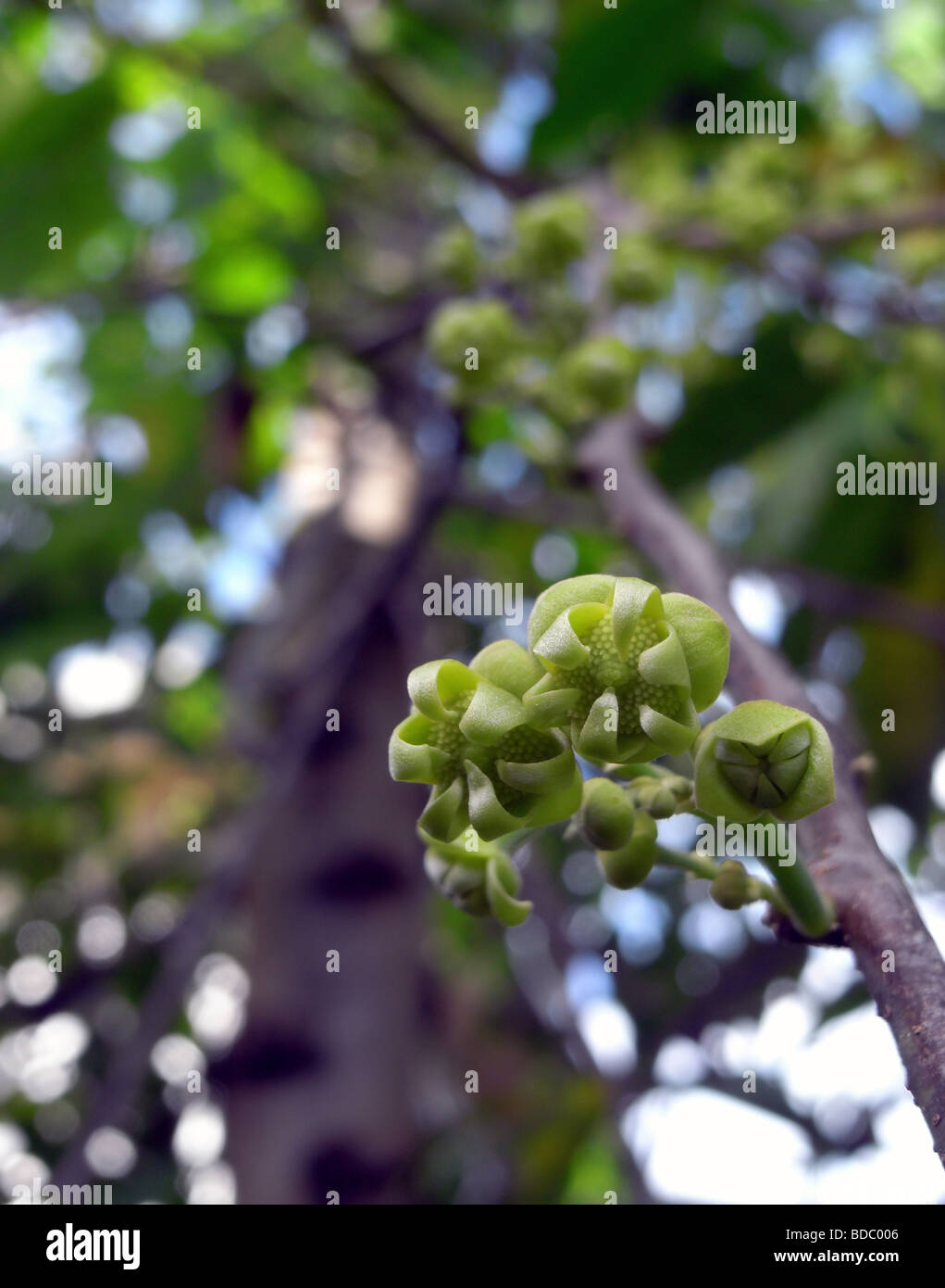 Flower buds of the Ylang ylang tree (Cananga odorata) used in many perfumes Stock Photo