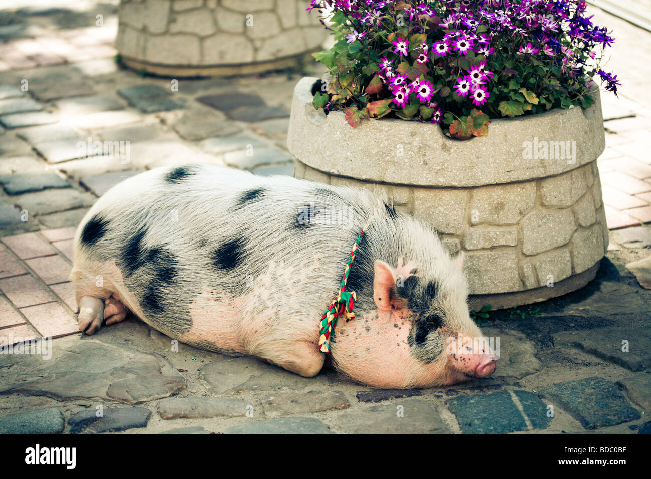 Fat pig hires stock photography and images Alamy