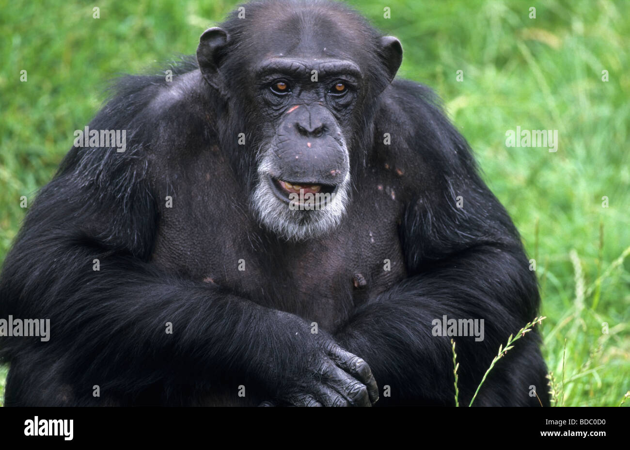 Chimpanzee Pan troglodytes captive native to Africa Stock Photo