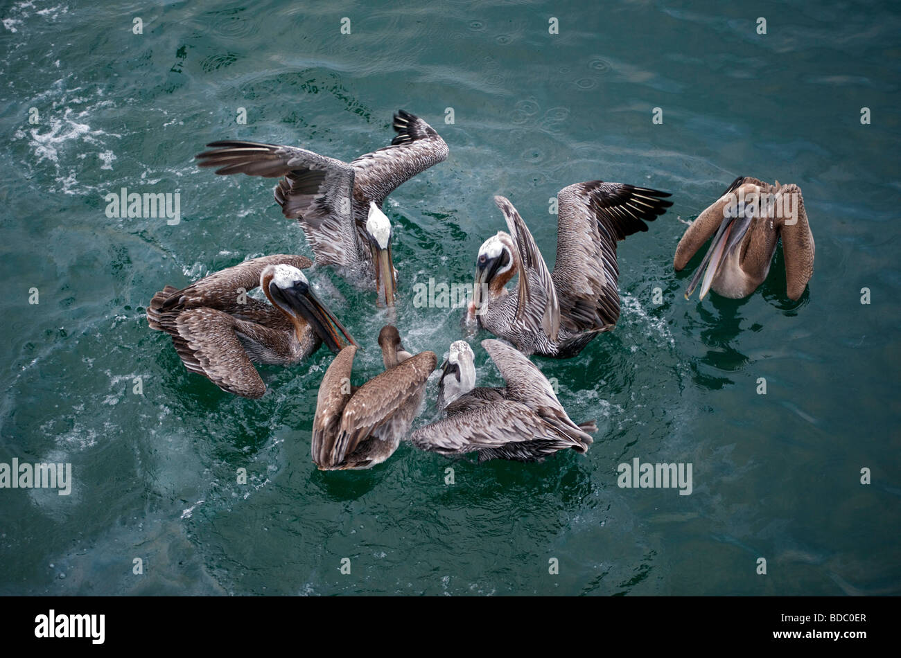 Brown Pelicans feeding at sea near the boat, North Plaza, Galapagos Islands, Ecuador, South America. Stock Photo