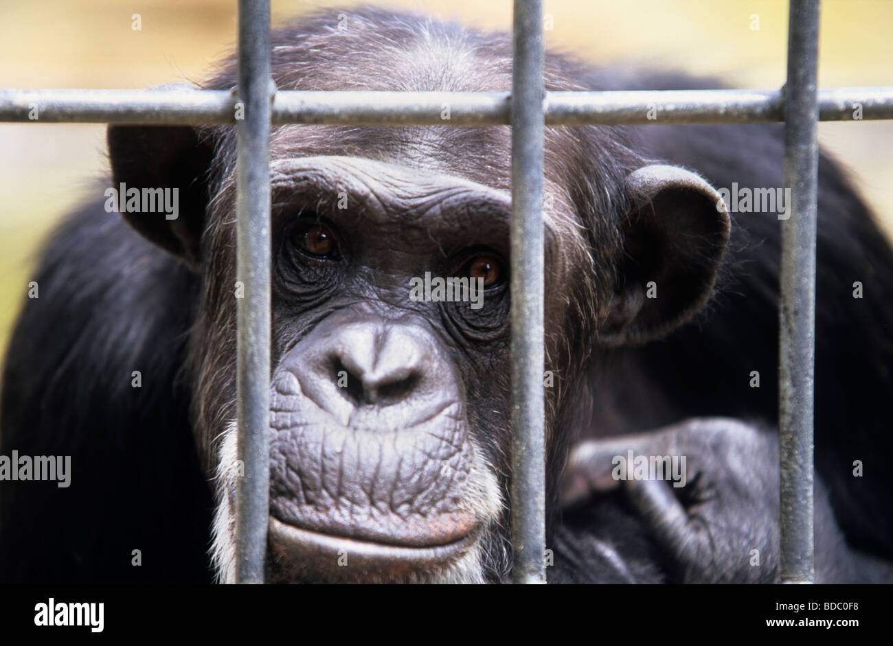Chimpanzee Pan troglodytes behind bars captive native to Africa Stock Photo