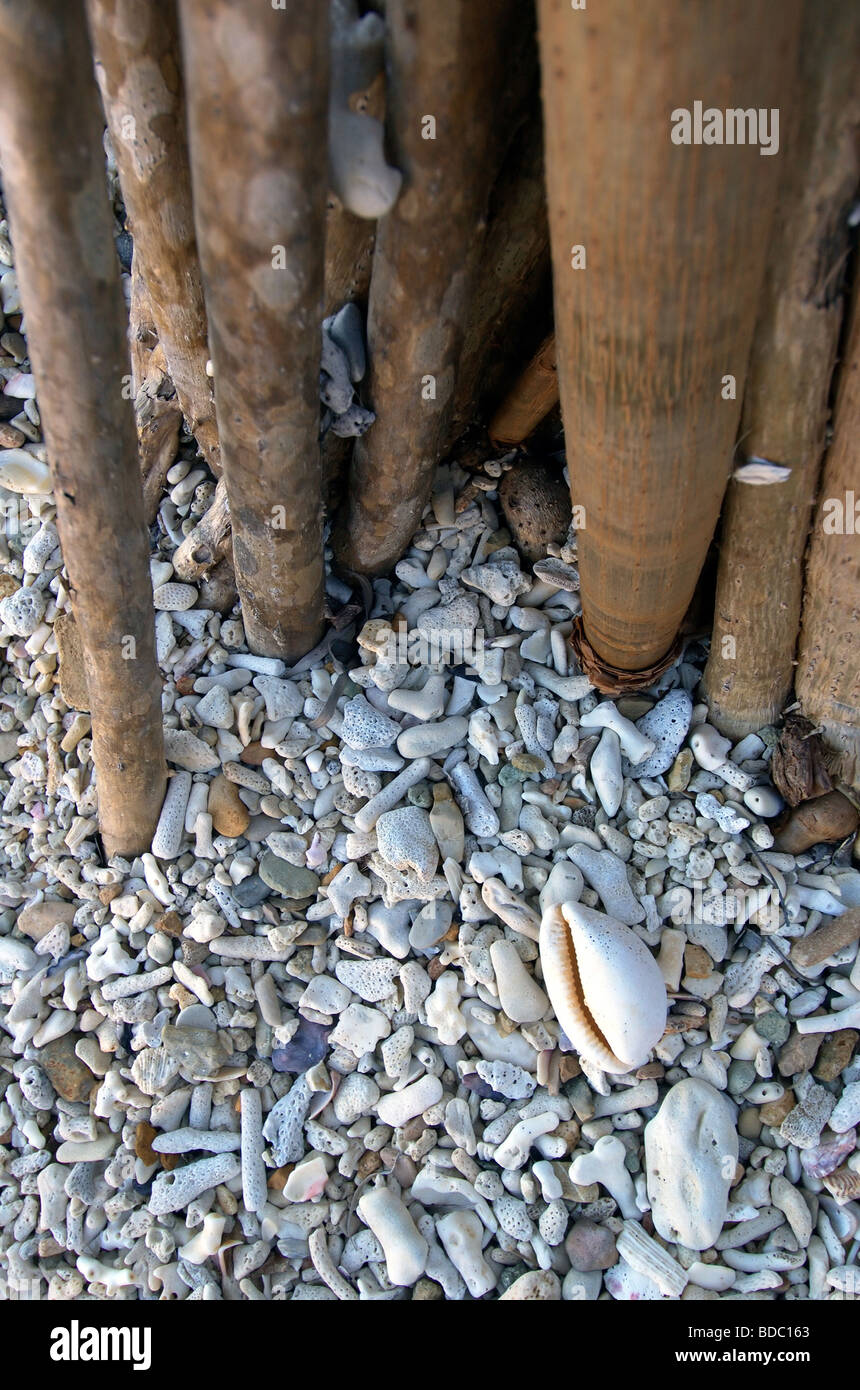 Pandanus palm roots and coral rubble beach of Maureen's Cove, Hook Island, Whitsunday Islands National Park, Queensland Stock Photo