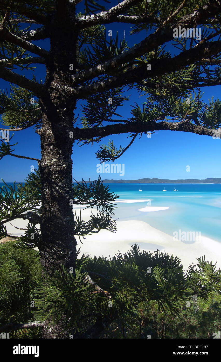 Yachts glimpsed through branches of hoop pine (Araucaria cunninghamii) at Hill Inlet, Whitsunday Islands Stock Photo