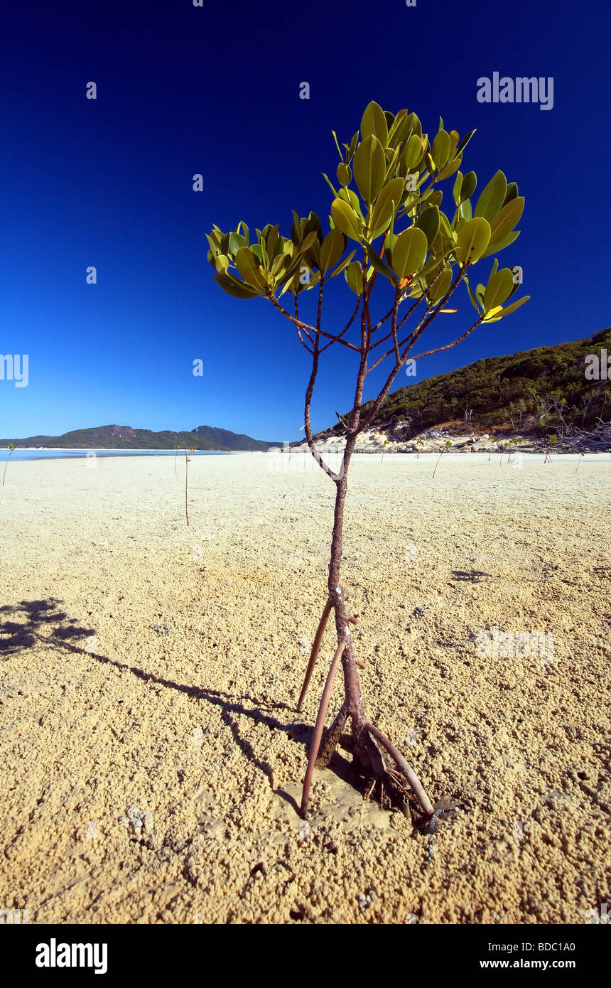 Mangrove sapling (Rhizophora sp.) taking root on tidal sandflat, Whitsunday Islands National Park, Queensland, Australia Stock Photo