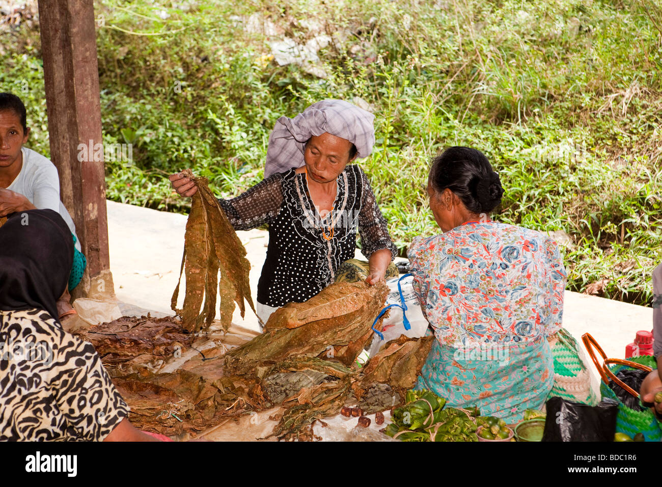 Indonesia Sulawesi Tana Toraja Totumbang village weekly market tobacco chewing old woman inspecting leaves Stock Photo