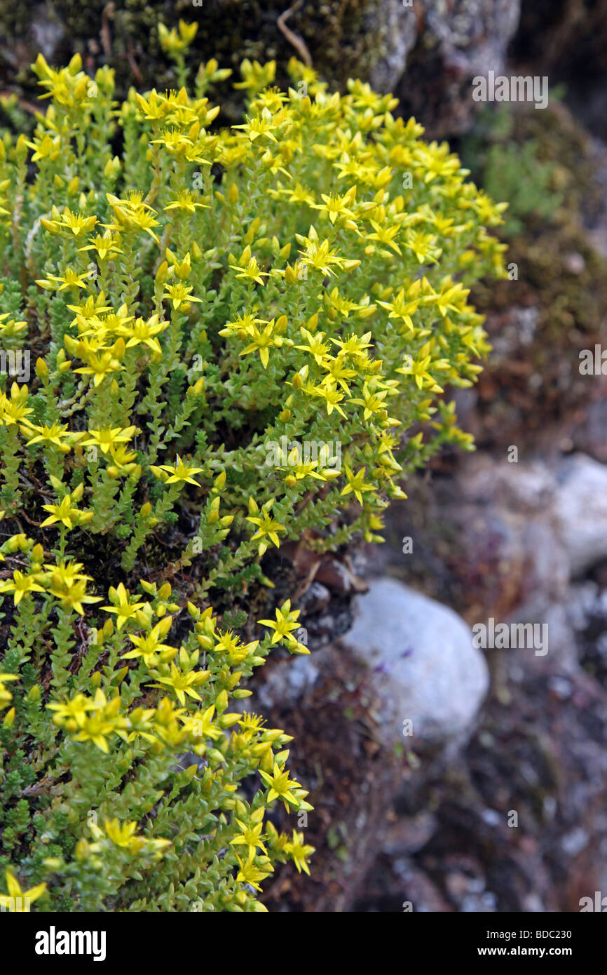 Biting stonecrop Sedum acre Stock Photo