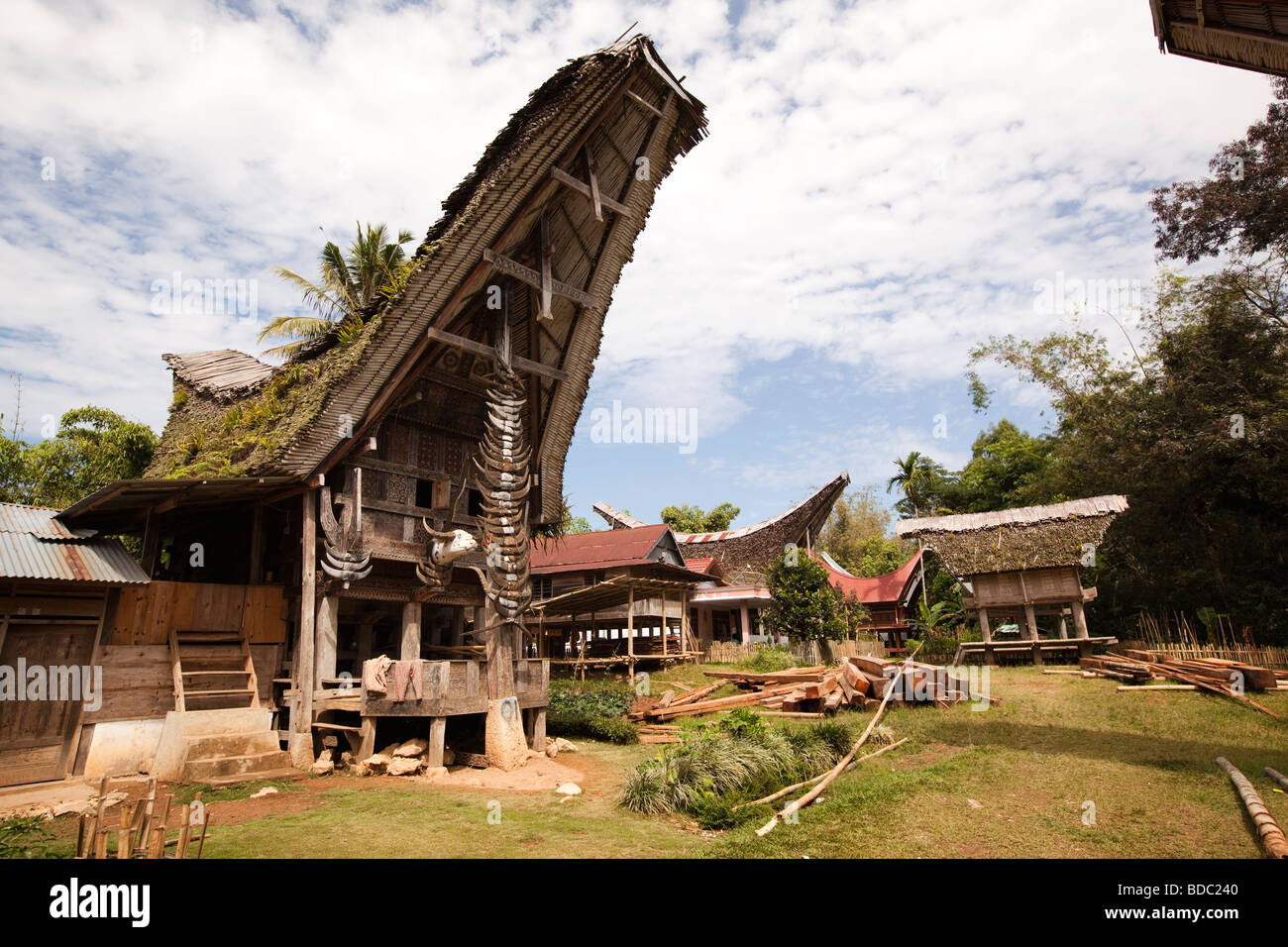 Indonesia Sulawesi Tana Toraja Bebo High Status Buffalo - 