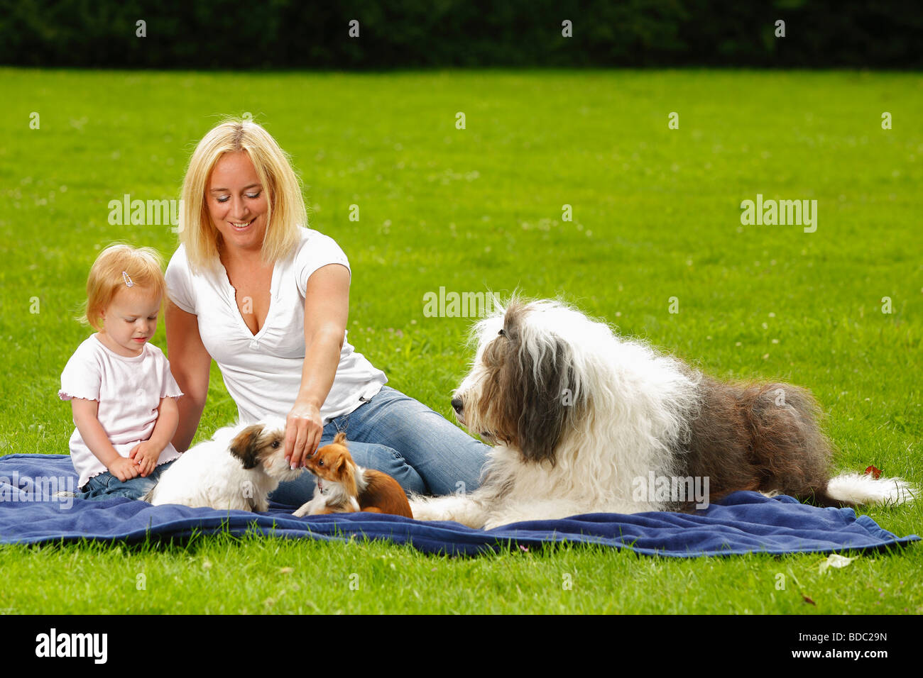 Woman with daughter Bobtail Chihuahua and Mixed Breed Dog puppy Old English Sheepdog Stock Photo