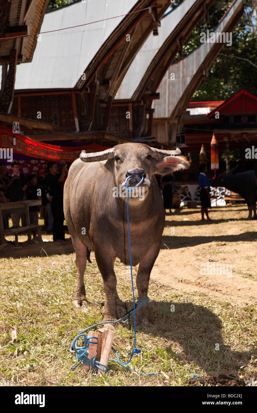 Indonesia Sulawesi Tana Toraja Bebo village Torajan funeral buffalo awaiting ritual slaughter Stock Photo