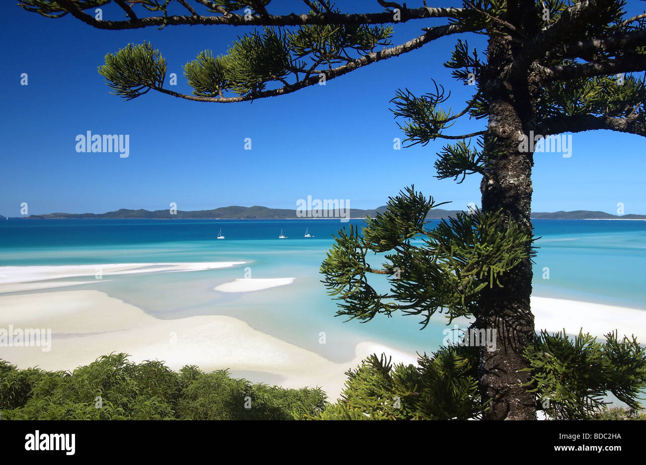 Yachts and hoop pine Araucaria cunninghamii at Hill Inlet Whitsunday Islands National Park Queensland Australia Stock Photo
