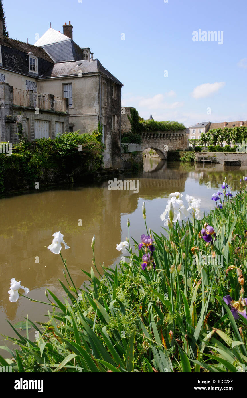 Irises by the river Loir, Vendôme, Loir-et-Cher, Centre, France. Stock Photo
