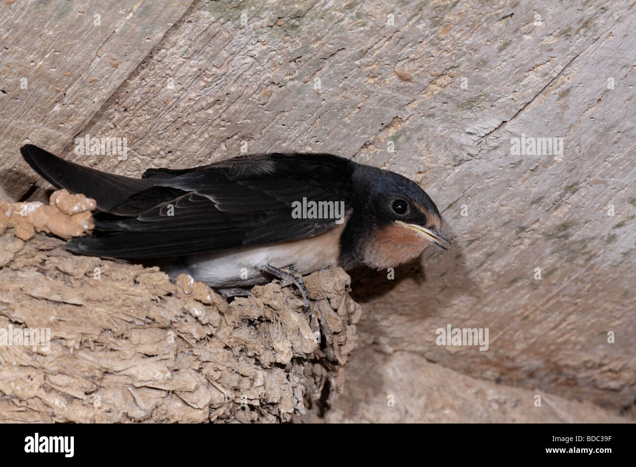 Young Swallows in Nest, Hirundo rustica, France Stock Photo