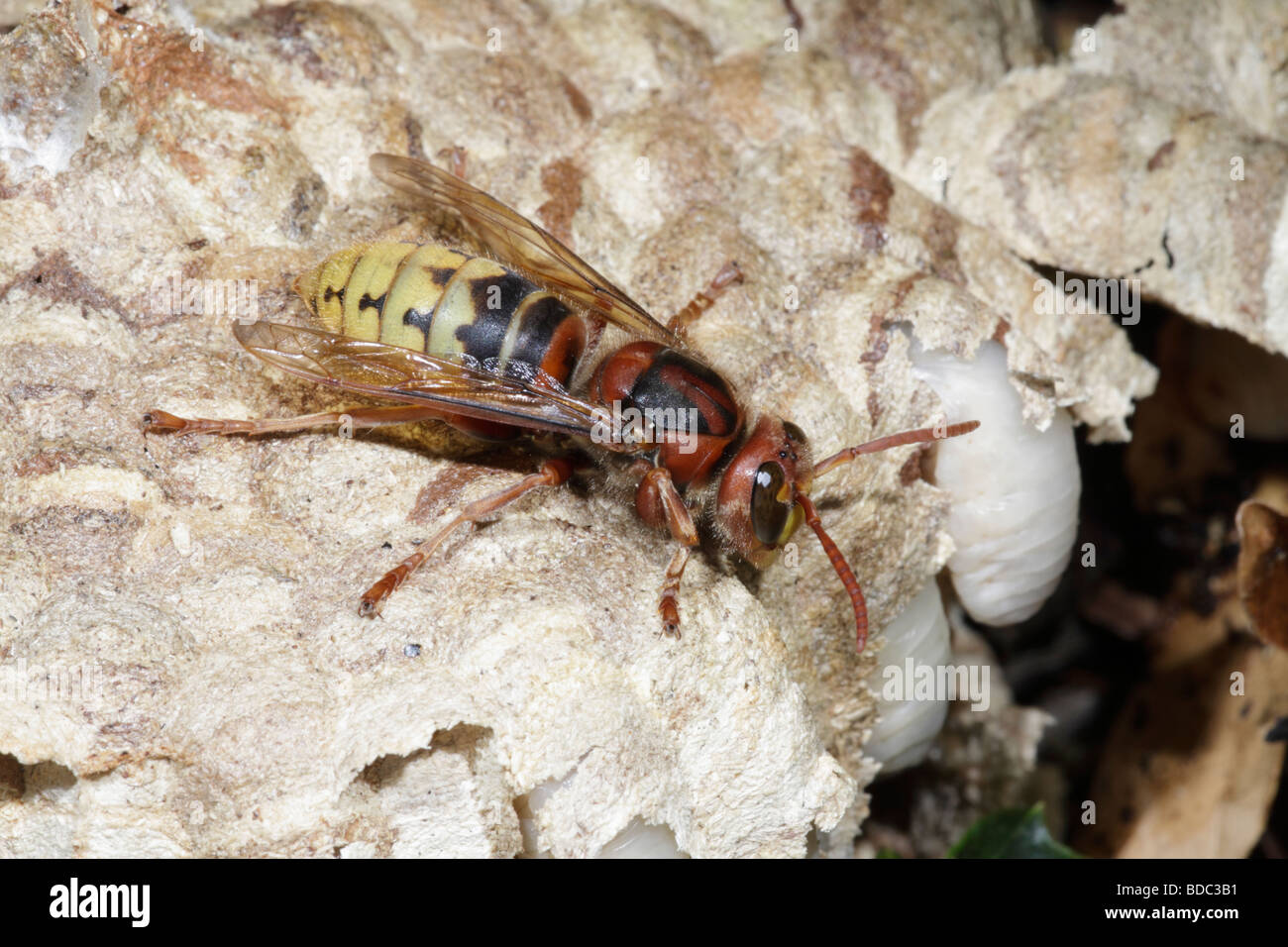 European Hornet, Vespa Crabro on damaged nest showing larvae, France Stock Photo