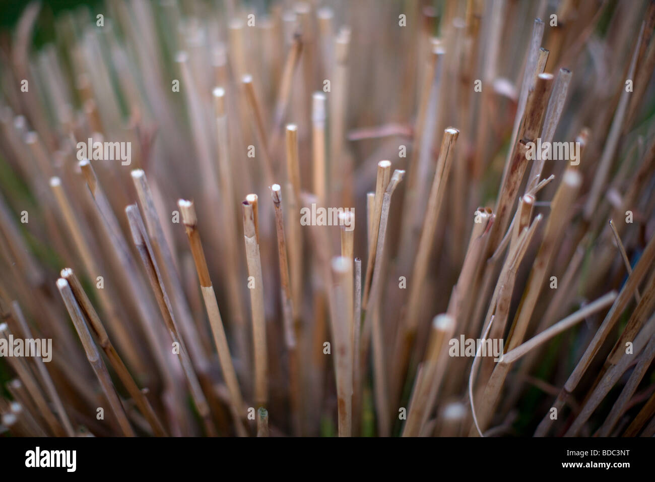 Pruned Zebra Grass Stock Photo Alamy