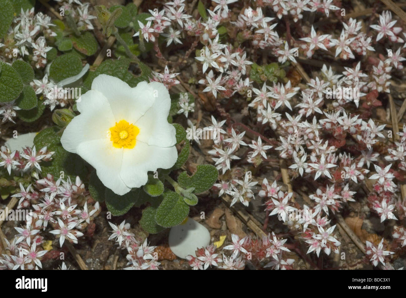 White rockrose cistus salvifolius hires stock photography and images