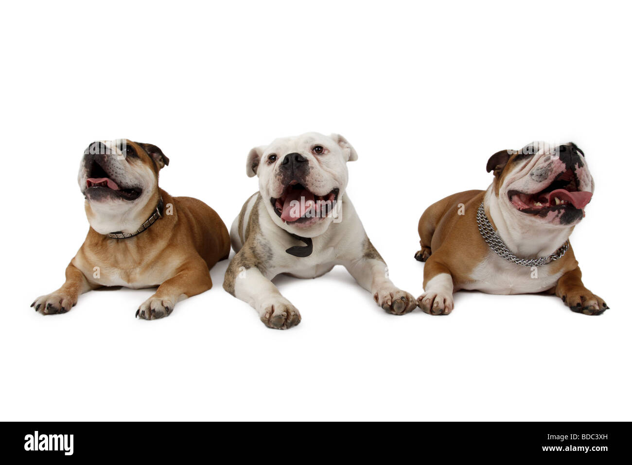 English bulldog (Canis lupus f. familiaris), three dogs lying side by side and panting Stock Photo