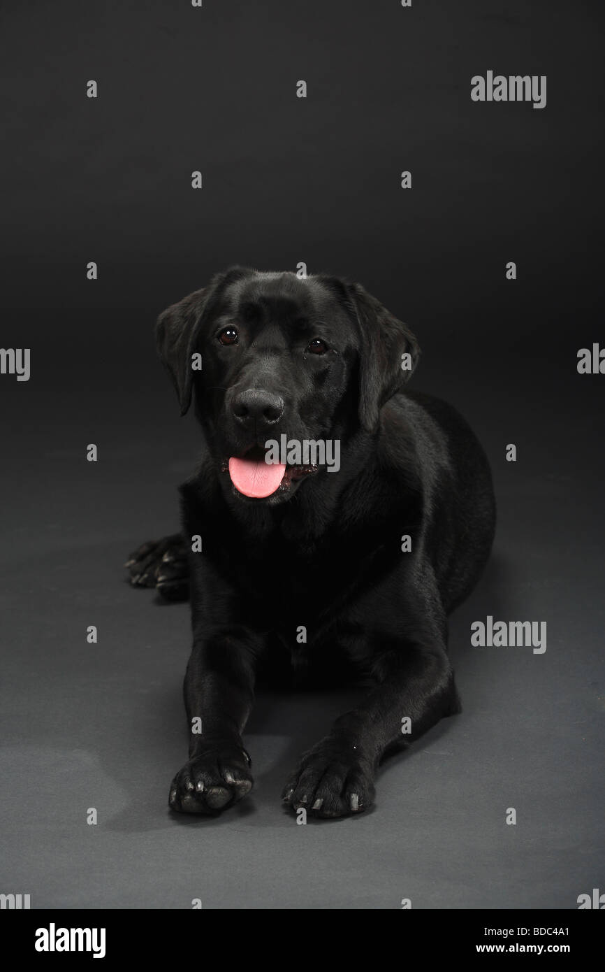 Labrador Retriever black Stock Photo Alamy