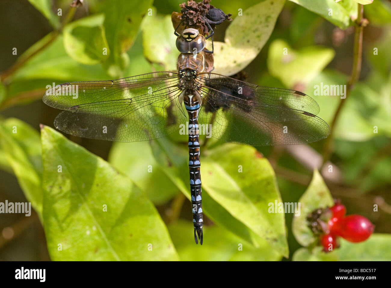 A male Migrant Hawker Dragonfly (Aeshna mixta) settled on a Honeysuckle plant Stock Photo